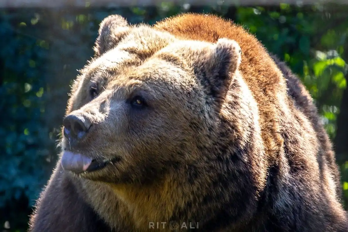 BRASOV. ZARNESTI. MEDVEĐA POSLA