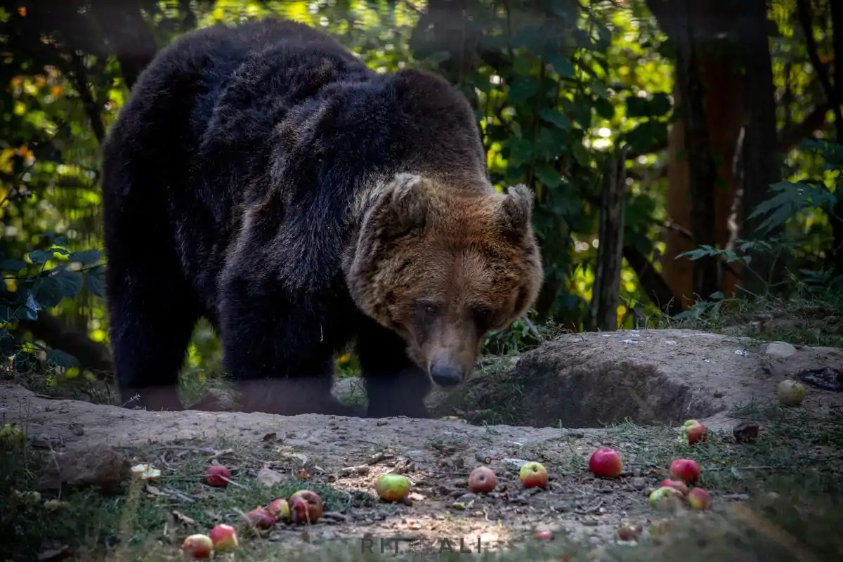 BRASOV. ZARNESTI. MEDVEĐA POSLA