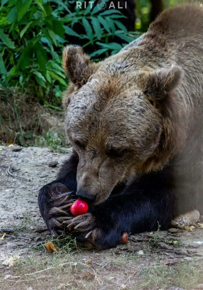BRASOV. ZARNESTI. MEDVEĐA POSLA