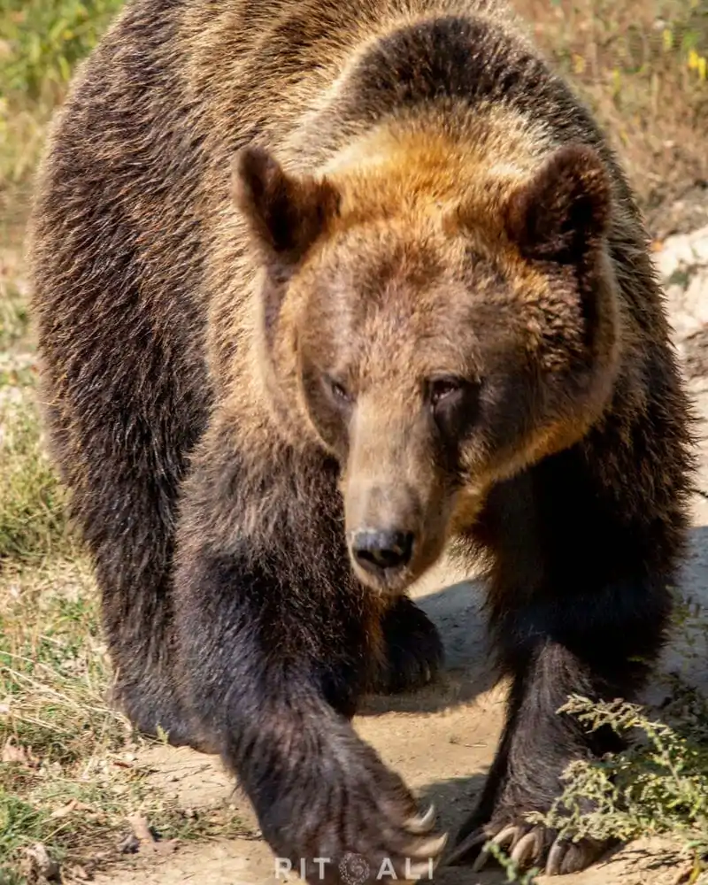 BRASOV. ZARNESTI. MEDVEĐA POSLA