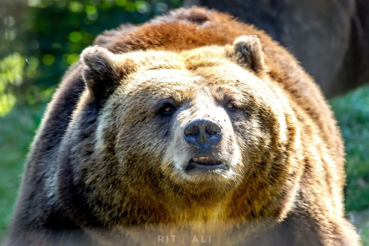 BRASOV. ZARNESTI. MEDVEĐA POSLA