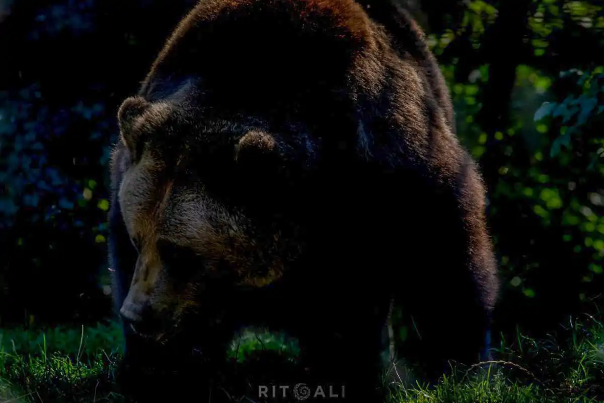 BRASOV. ZARNESTI. MEDVEĐA POSLA