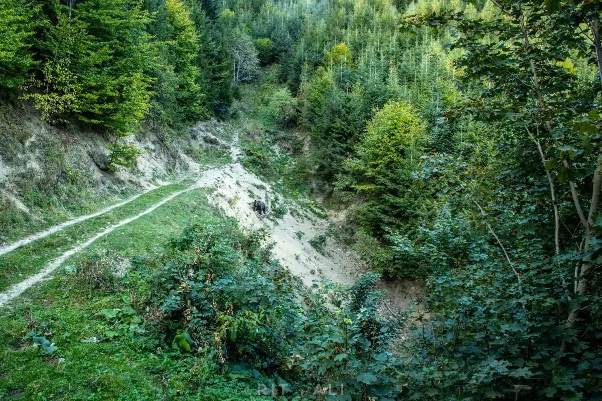 BRASOV. ZARNESTI. MEDVEĐA POSLA