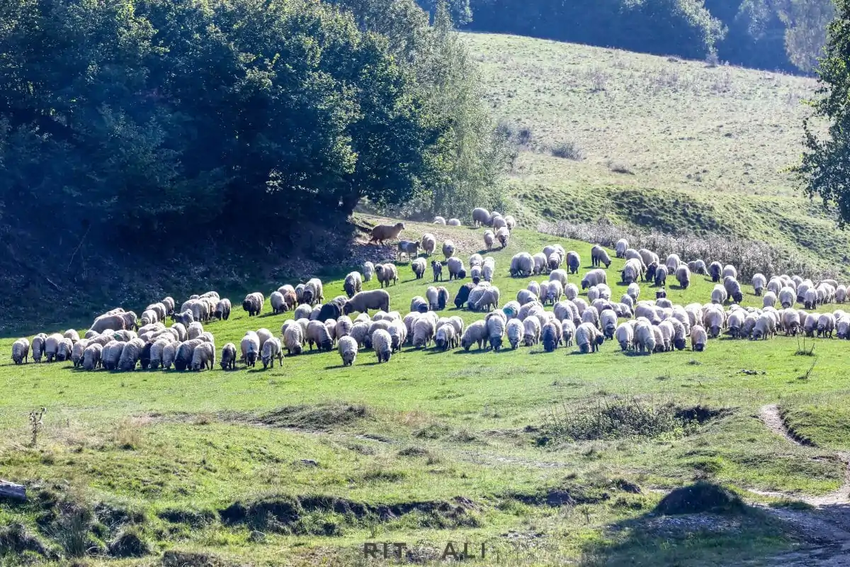 BRASOV. ZARNESTI. MEDVEĐA POSLA