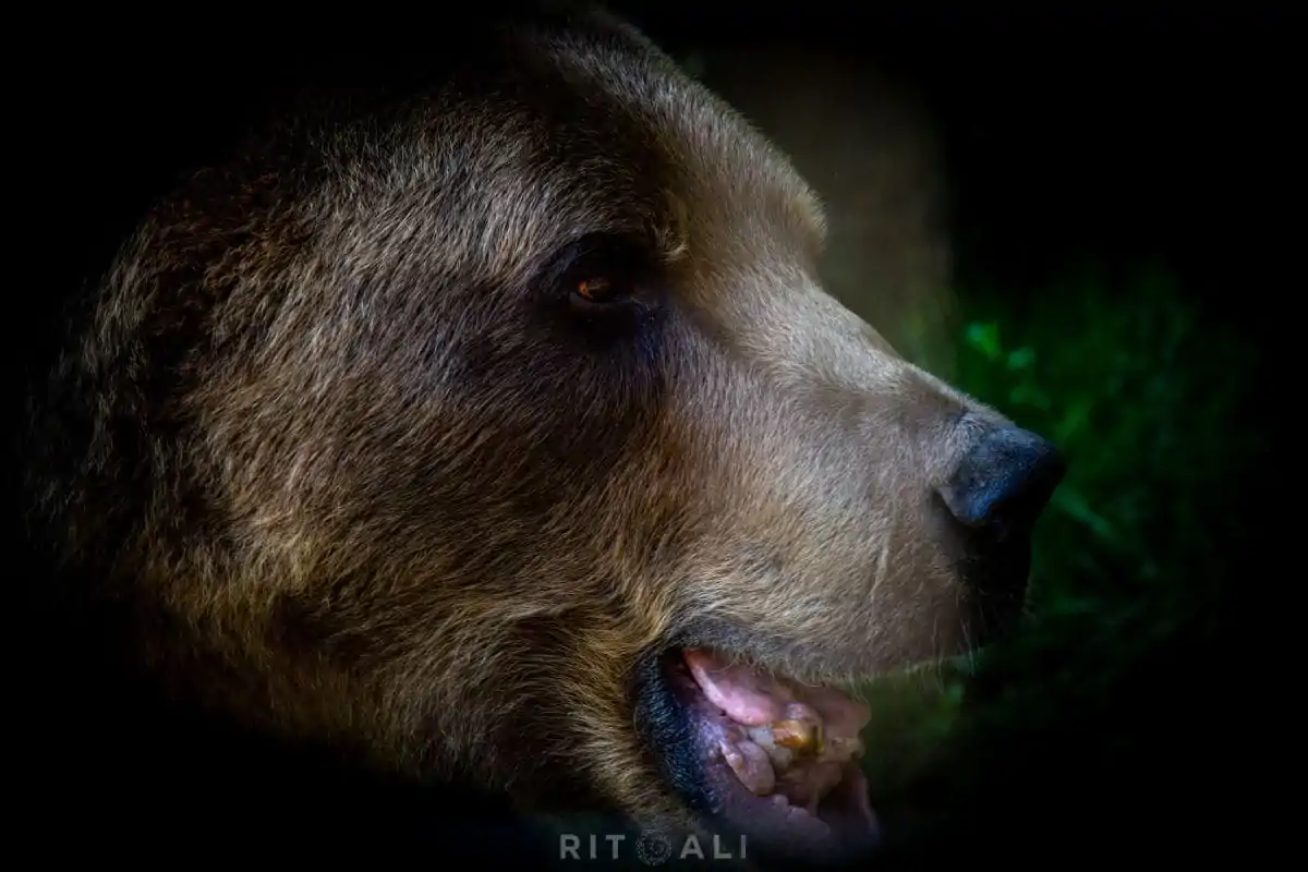 BRASOV. ZARNESTI. MEDVEĐA POSLA