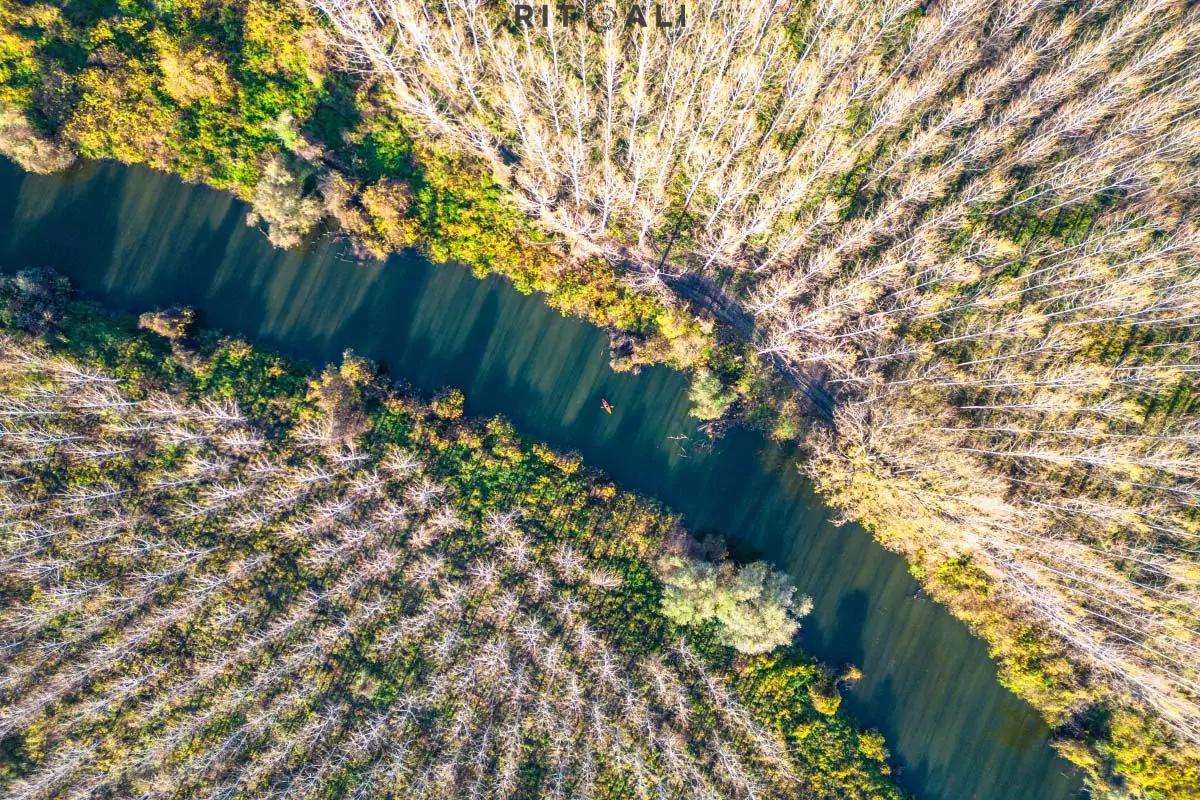 DUNAVSKA AMAZONIJA . MOČVARA BELJARICA