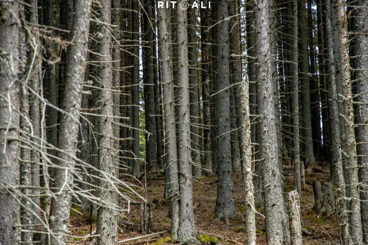 ZEMLJA IZNAD PLANINA. TRANSALPINA BICIKLOM.