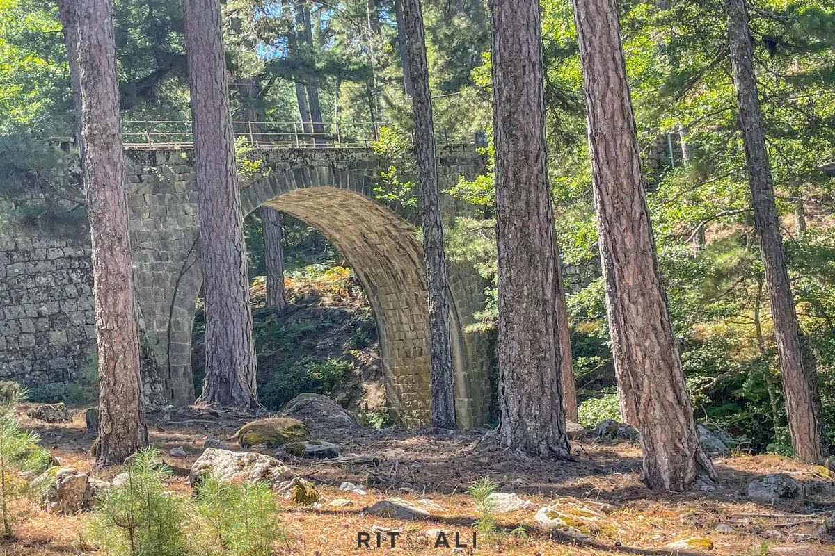 KORZIKA. OSTRVO PLANINA, MORA I SVINJA