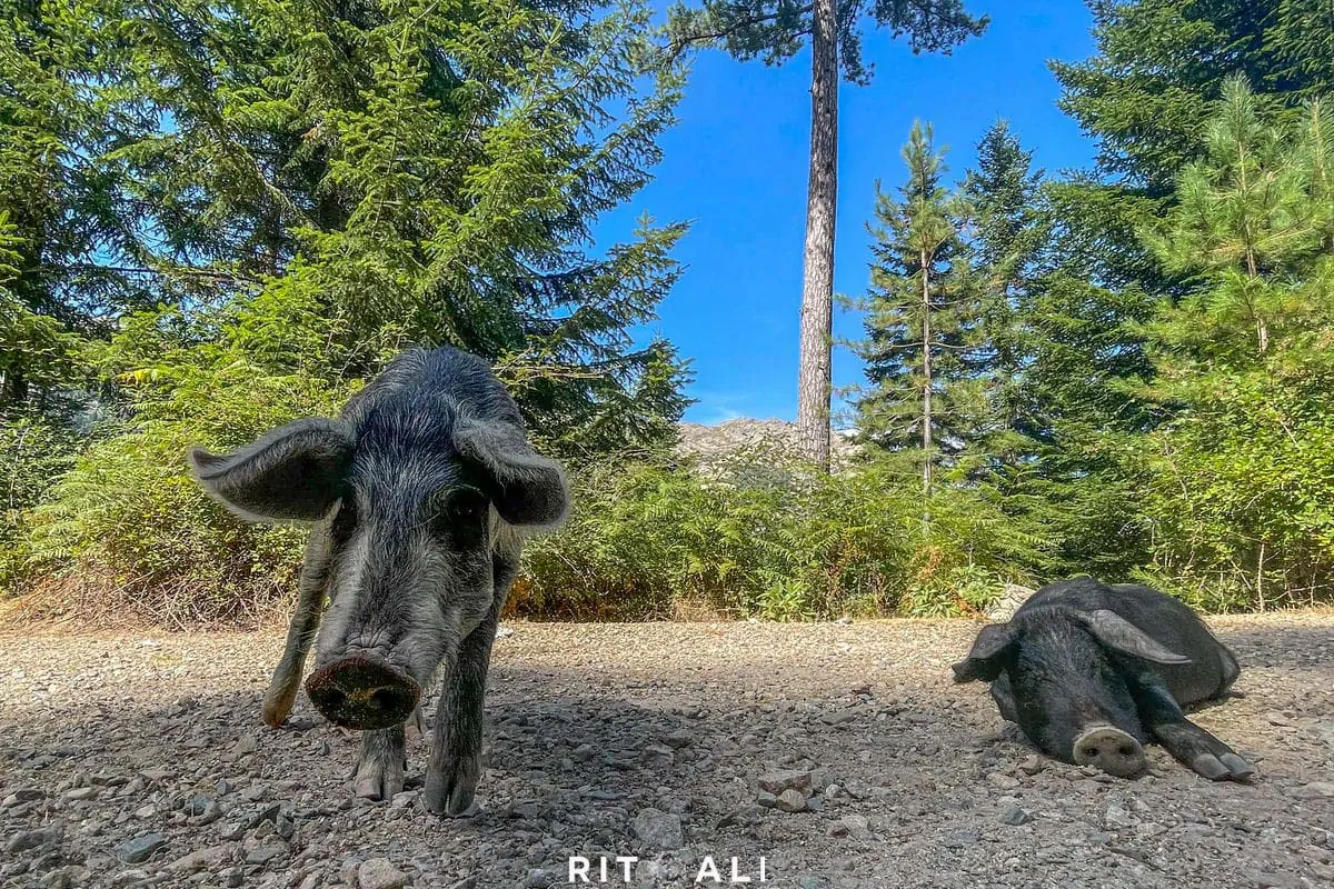 KORZIKA. OSTRVO PLANINA, MORA I SVINJA