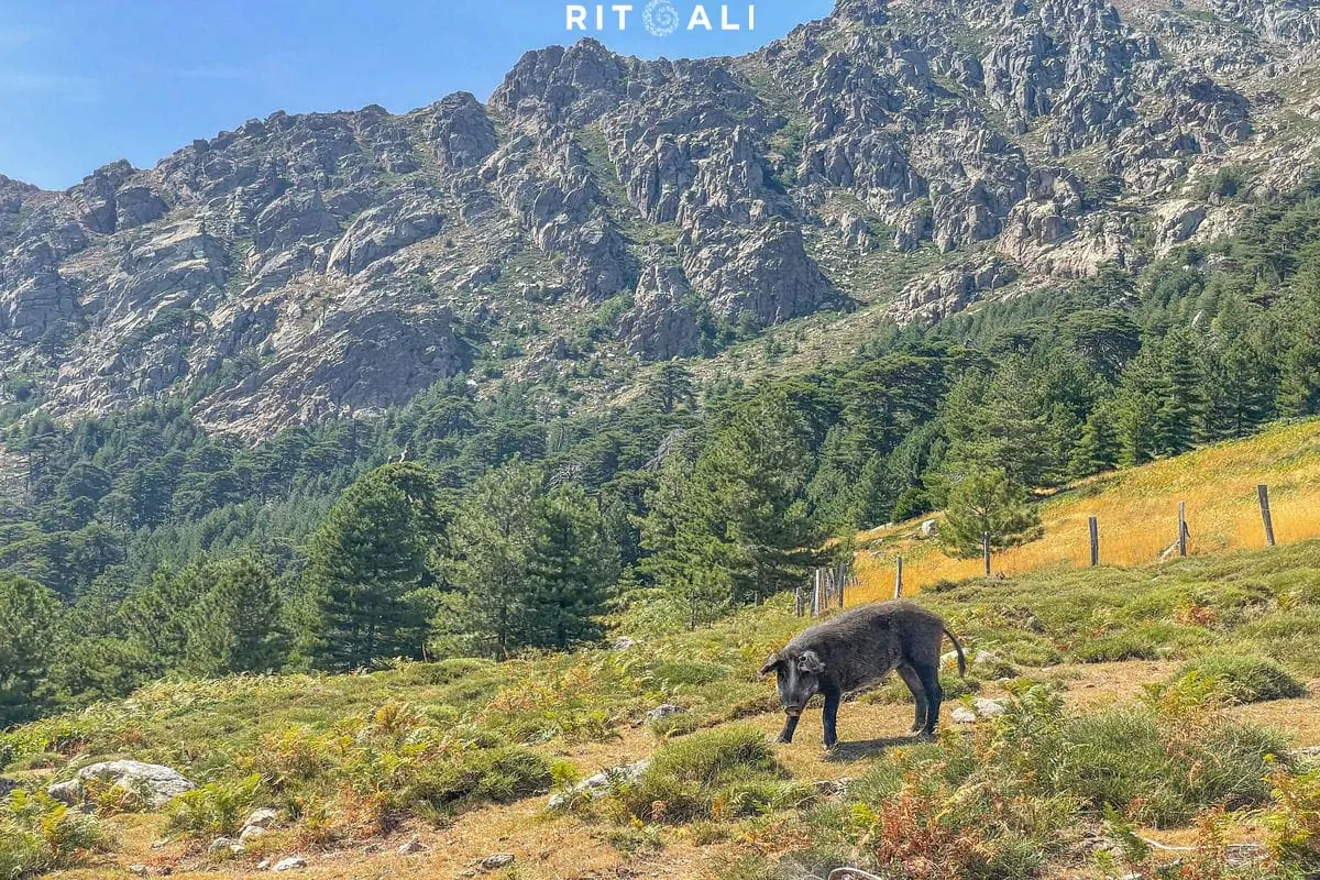 KORZIKA. OSTRVO PLANINA, MORA I SVINJA