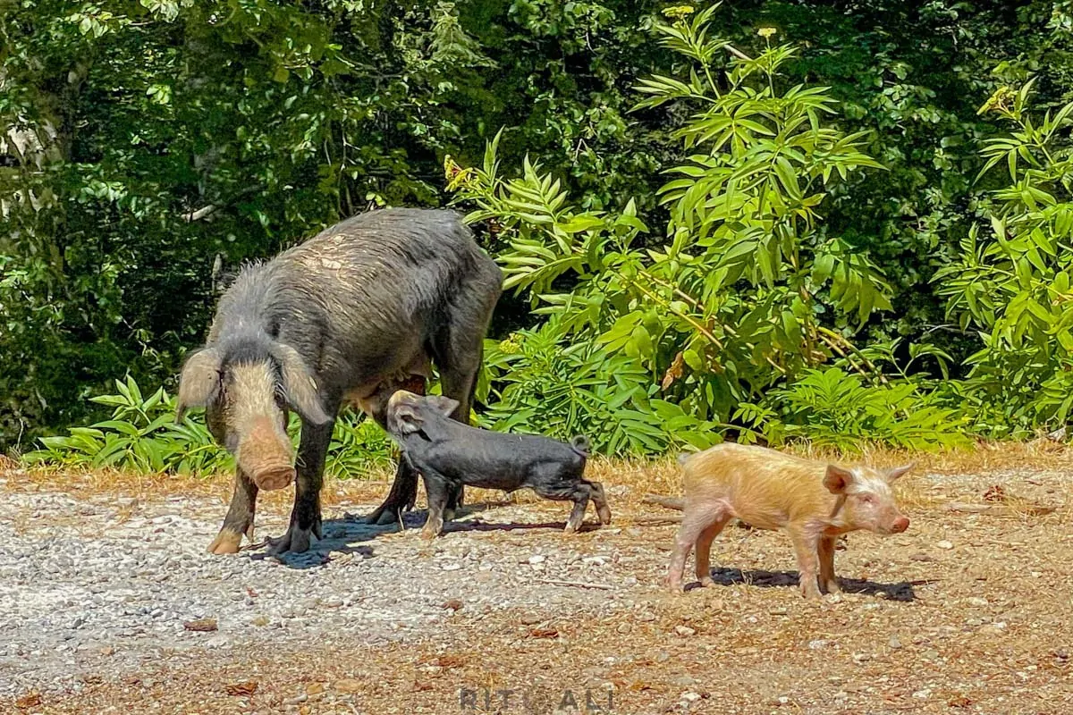 KORZIKA. OSTRVO PLANINA, MORA I SVINJA