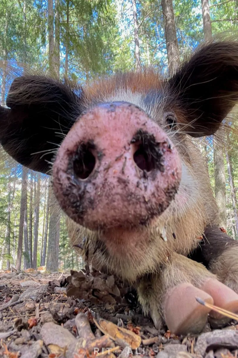 KORZIKA. OSTRVO PLANINA, MORA I SVINJA