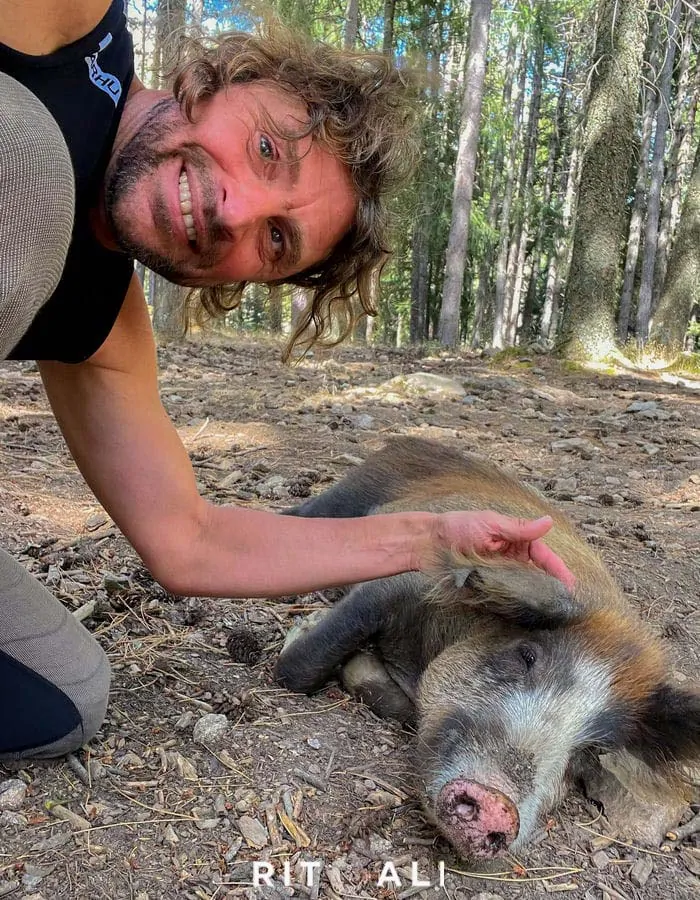 KORZIKA. OSTRVO PLANINA, MORA I SVINJA