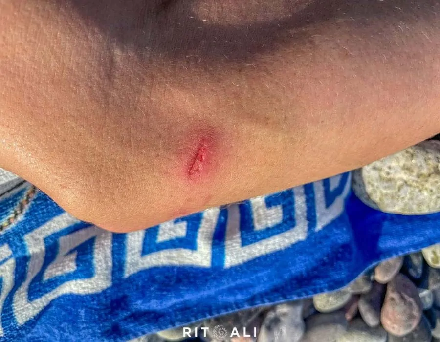 KORZIKA. OSTRVO PLANINA, MORA I SVINJA