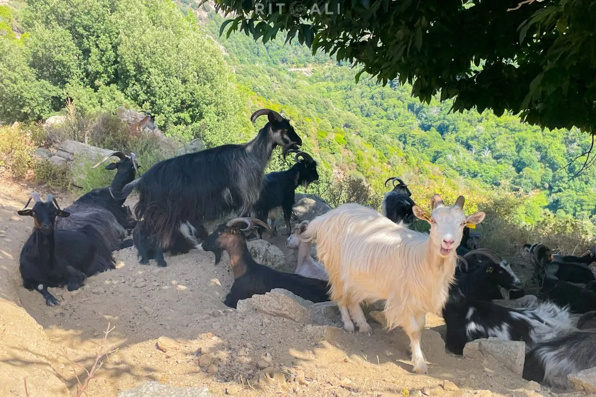KORZIKA. OSTRVO PLANINA, MORA I SVINJA