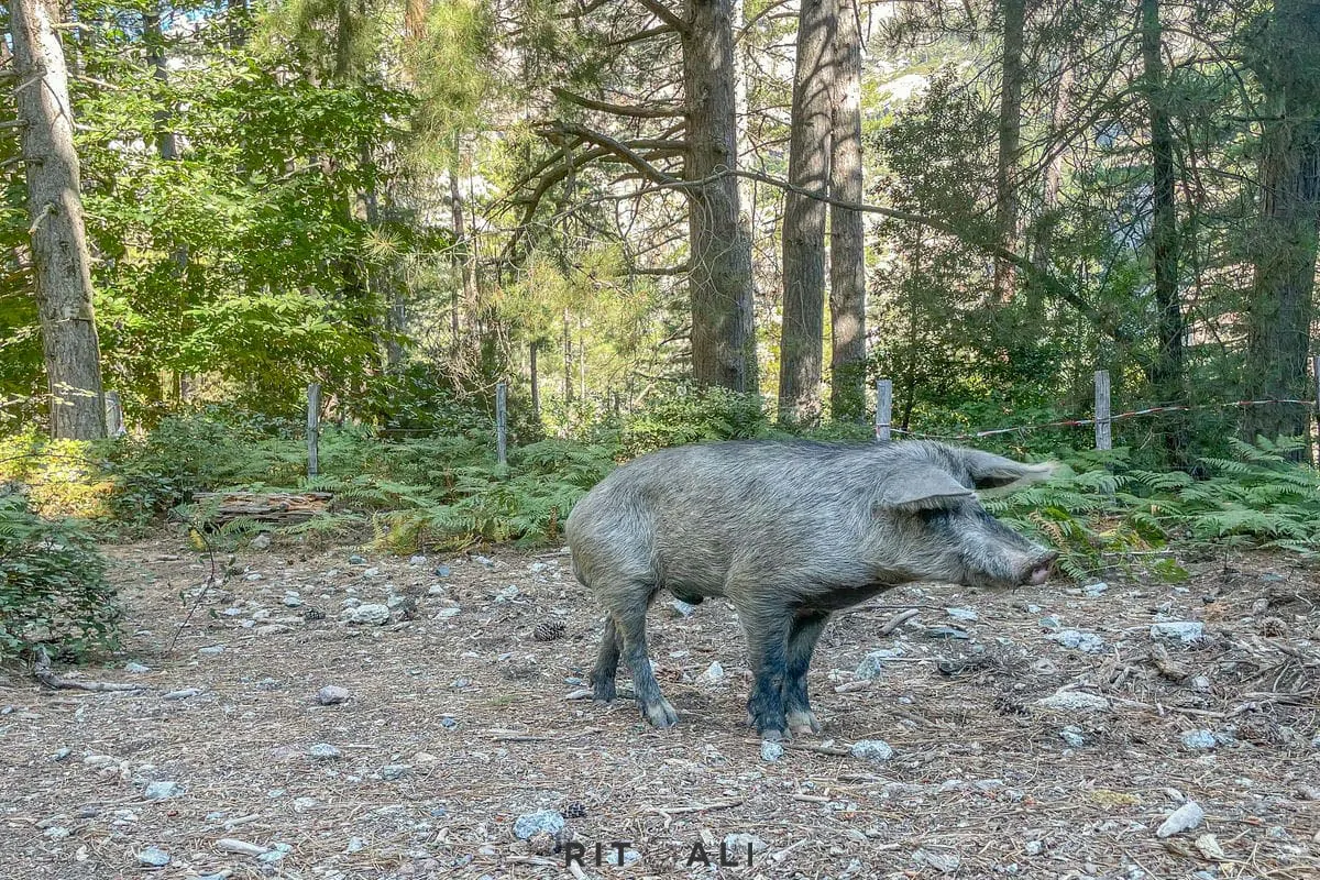 KORZIKA. OSTRVO PLANINA, MORA I SVINJA