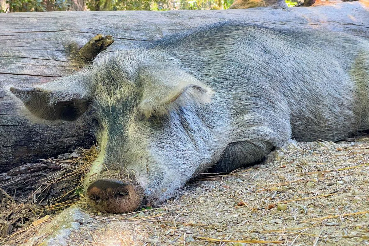 KORZIKA. OSTRVO PLANINA, MORA I SVINJA