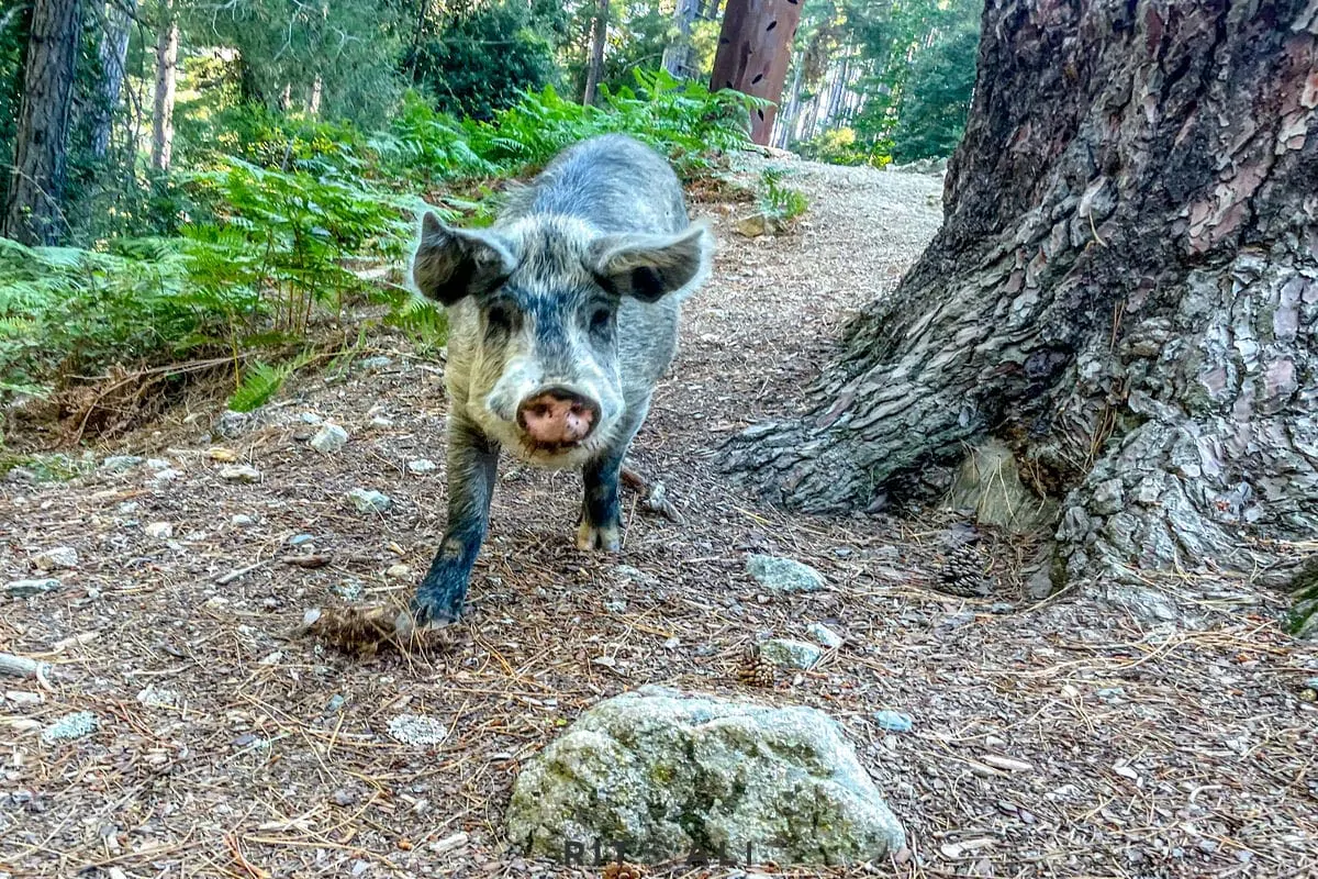 KORZIKA. OSTRVO PLANINA, MORA I SVINJA