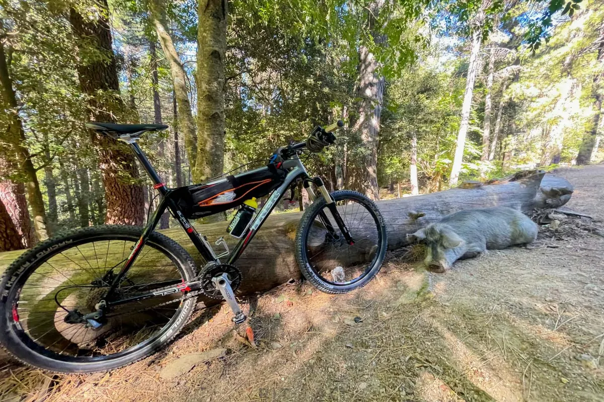 KORZIKA. OSTRVO PLANINA, MORA I SVINJA